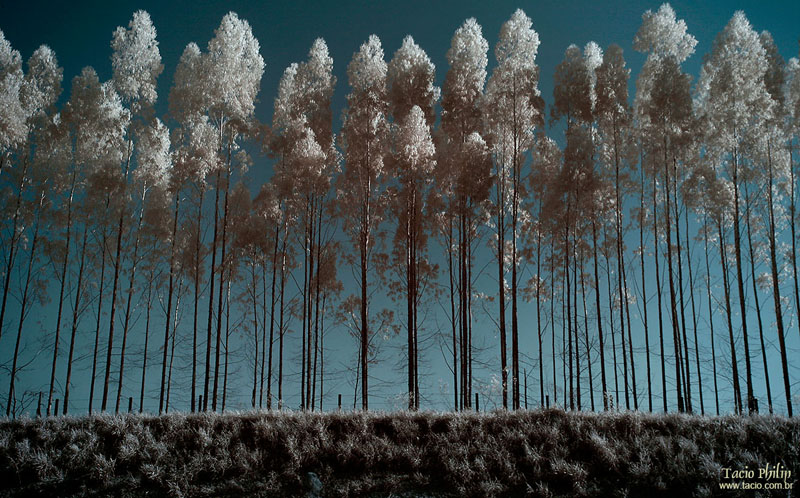 Imagem em infravermelho de Eucaliptos