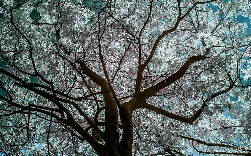 Imagem em infravermelho Rio Uatumã, em Manaus